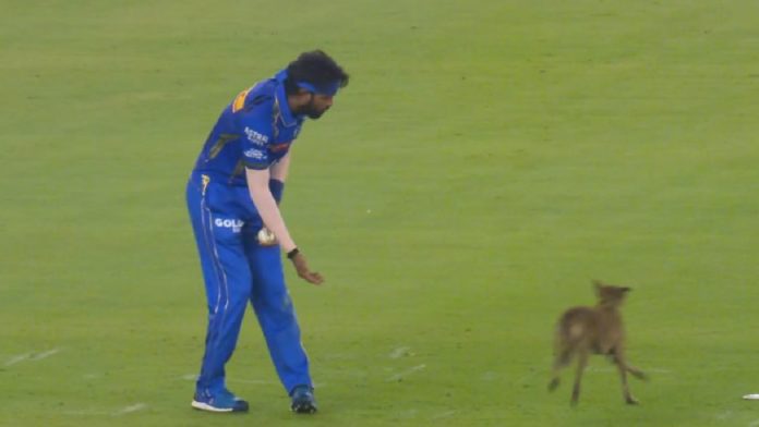 Watch: During an IPL 2024 match in Ahmedabad, a dog invades the pitch. Splits in Internet Input